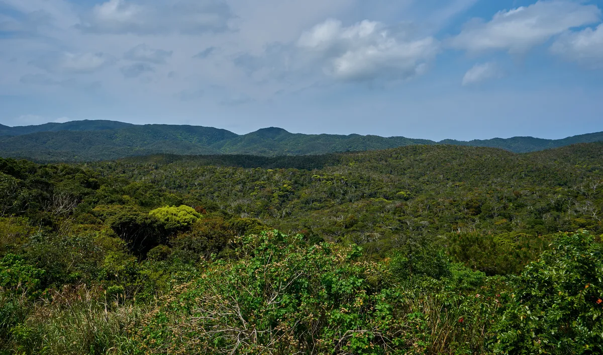 The subtropical forest of Yanbaru National Park in northern Okinawa, where JUNGLIA is set