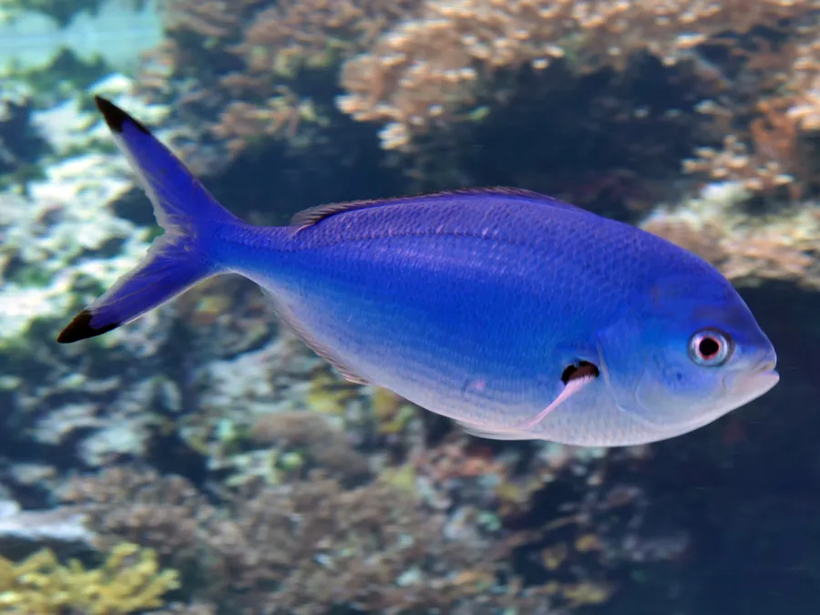 A large tank at the Okinawa Churaumi Aquarium