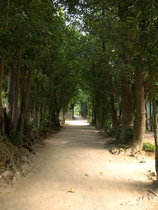 The Bise fukugi tree-lined path in Motobu, northern Okinawa